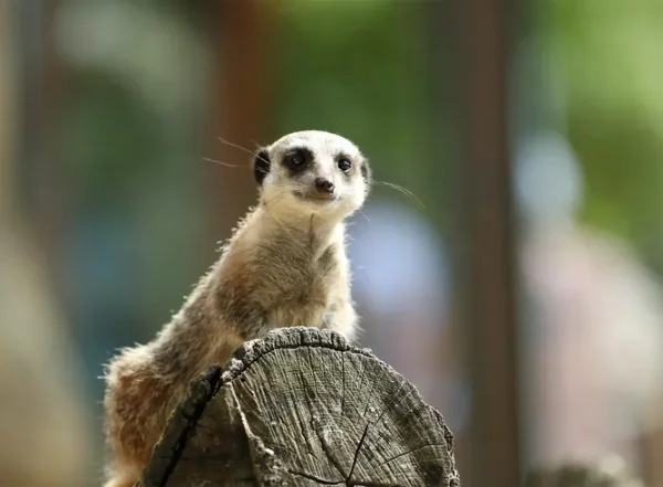 suricate