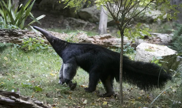 tapir