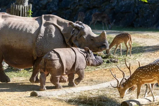 rhino